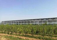 Agricultural Solar PV System Multi Span Polycarbonate Sheet 3 - 10m Height